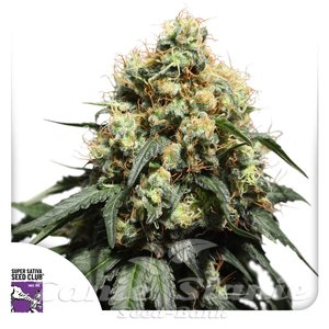 Bruce Lemon Diesel - Super Sativa Seed Club