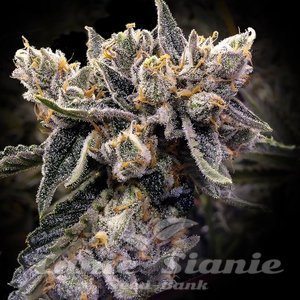 Nasiona Bruised Banana - DNA GENETICS