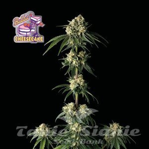 Bubba Cheesecake - SEEDSMAN