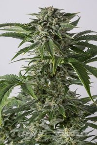 Bubba Kush Auto - BIOGENETIC
