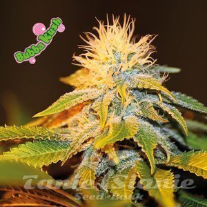 Nasiona Bubba Kush - SEEDSMAN