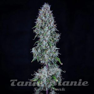 Bubbasquanch Auto - MEPHISTO GENETICS