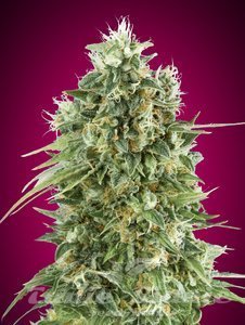 Nasiona Bubble Gum CBD - 00 SEEDS BANK