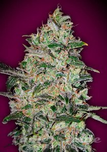 Bubble Gum Fast - 00 SEEDS BANK