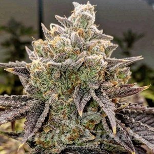 Bubble Gummy Auto - ETHOS GENETICS