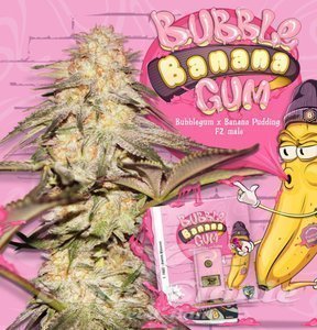 BubbleBananaGum - T.H. SEEDS