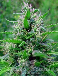 Bubblegum Auto - BIOGENETIC