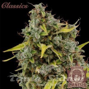 Nasiona Buddha Amnesia - BUDDHA SEEDS