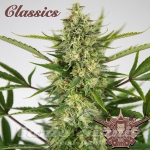 Nasiona Buddha Auto AK - BUDDHA SEEDS