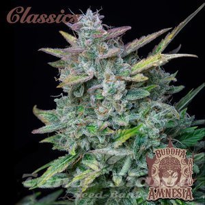 Nasiona Buddha Auto Amnesia - BUDDHA SEEDS