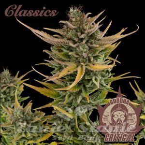 Nasiona Buddha Auto Critical - BUDDHA SEEDS