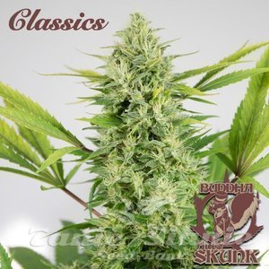 Nasiona Buddha Auto Skunk - BUDDHA SEEDS