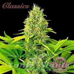 Nasiona Buddha Auto White Widow - BUDDHA SEEDS