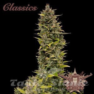 Nasiona Buddha AK - BUDDHA SEEDS