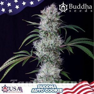 Nasiona Buddha Cookie Auto - BUDDHA SEEDS