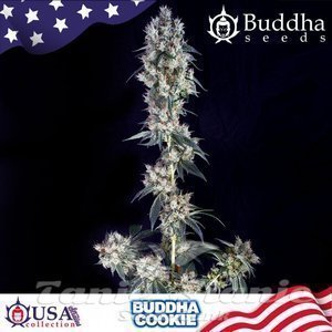 Nasiona Buddha Cookie - BUDDHA SEEDS
