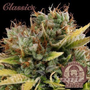 Nasiona Buddha Critical - BUDDHA SEEDS