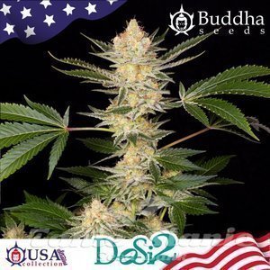 Nasiona Buddha DoSi2 - BUDDHA SEEDS