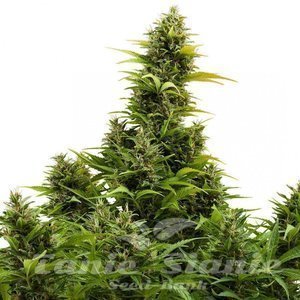 Nasiona Buddha Medikit Auto - BUDDHA SEEDS