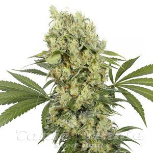 Nasiona Buddha Medikit - BUDDHA SEEDS