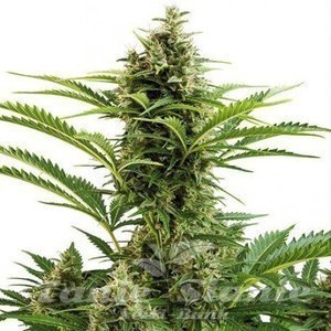 Buddha Seeds - Auto Vesta