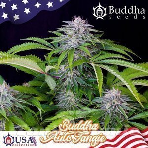 Nasiona Buddha Tangie Auto - BUDDHA SEEDS