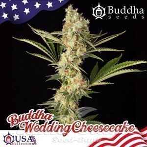 Nasiona Buddha Wedding Cheesecake - BUDDHA SEEDS