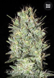 BULK SEED BANK - Amnesia Haze