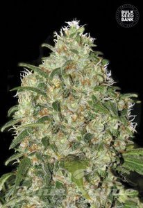 Amnesia Platinum - BULK SEED BANK