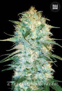 Auto Amnesia Platinum - BULK SEED BANK