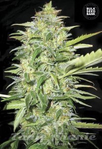 Auto Lime Skunk - BULK SEED BANK