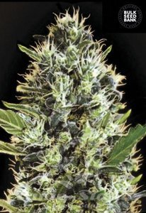 Auto Sunmango - BULK SEED BANK