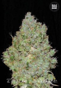 BULK SEED BANK - Jack Hair
