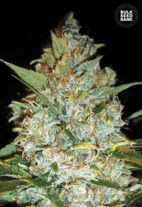 BULK SEED BANK - Kali's Mistery