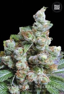 BULK SEED BANK - NBA Diesel