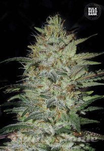 Sensible Star - BULK SEED BANK