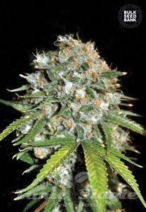 Skunk#99 - BULK SEED BANK