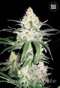 Special Lime Haze - BULK SEED BANK