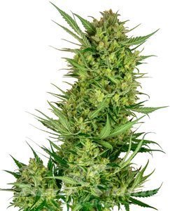 Buttercream Gelato - SENSI SEEDS