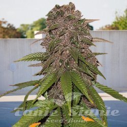 C4 Auto - BIOGENETIC