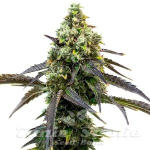Cafe Racer - BLIMBURN SEEDS