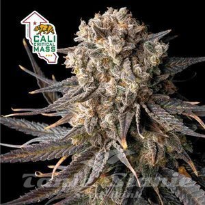 Cali Critical Mass - SEEDSMAN