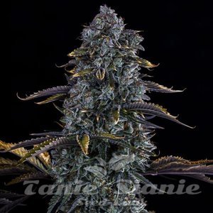 Canna-Cheese CBD 1:1 Auto - MEPHISTO GENETICS