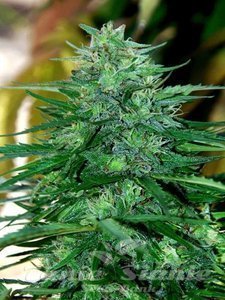 Caribe - CANNABIOGEN