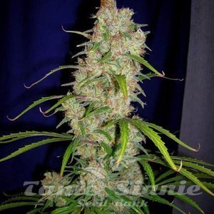 Destroyer - CANNABIOGEN