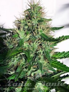 Cannabis Light - MINISTRY OF CANNABIS