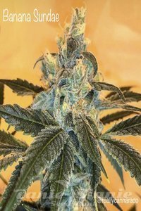 CANNARADO GENETICS - Banana Sundae