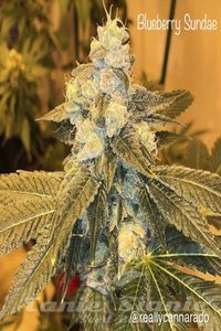 CANNARADO GENETICS - Blueberry Sundae