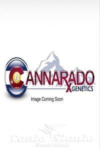 CANNARADO GENETICS - Chocolope Sundae