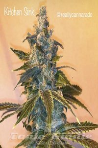 CANNARADO GENETICS - Kitchen Sink